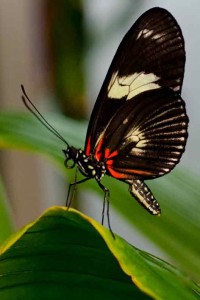 black-butterfly