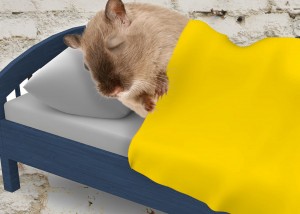 Sleeping Mouse